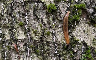 The future of Michigan’s beech trees