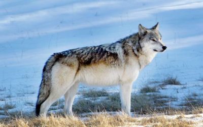 Results from 2022 wolf survey show population remains stable