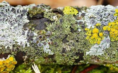 Likin’ lichens