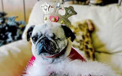 Local pug Lola running for second term as Bluegrass Pugfest queen