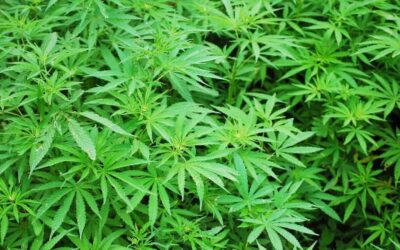 Marijuana tax money to reach accounts this week