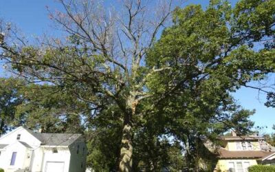 Help Protect Oak Trees from Oak Wilt Disease