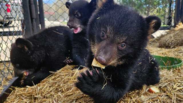 Meet the new cubs at Oswald’s Bear Ranch