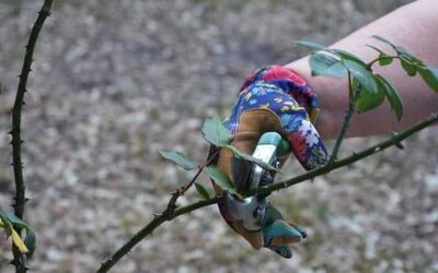 Winter pruning tips: Snip or saw your way to healthier trees