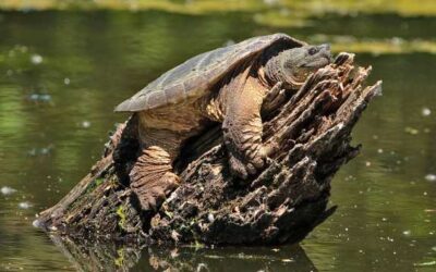 Freshwater friends: Who’s under that shell