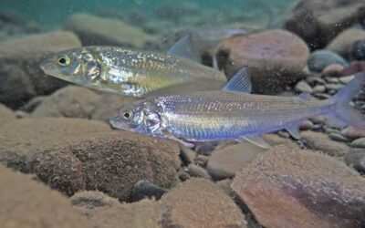 Success of experimental whitefish river stocking under analysis