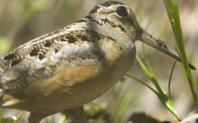 Wildlife Friday Woodcock Walk